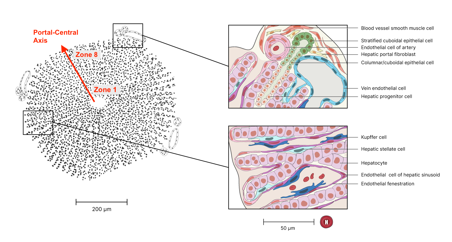 Figure showing the organization of liver lobules
