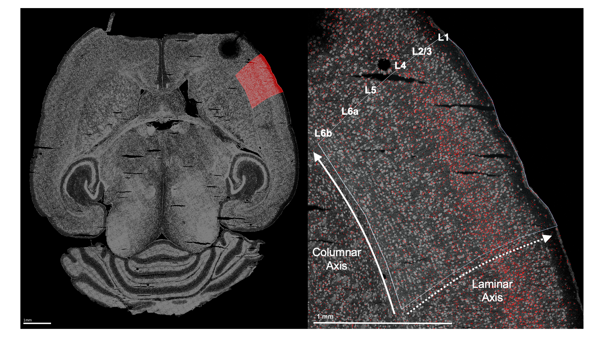 Image of horizontal mouse brain slice with primary sensorimotor cortex highlight and second image of the laminar and columnar axes of the cortex