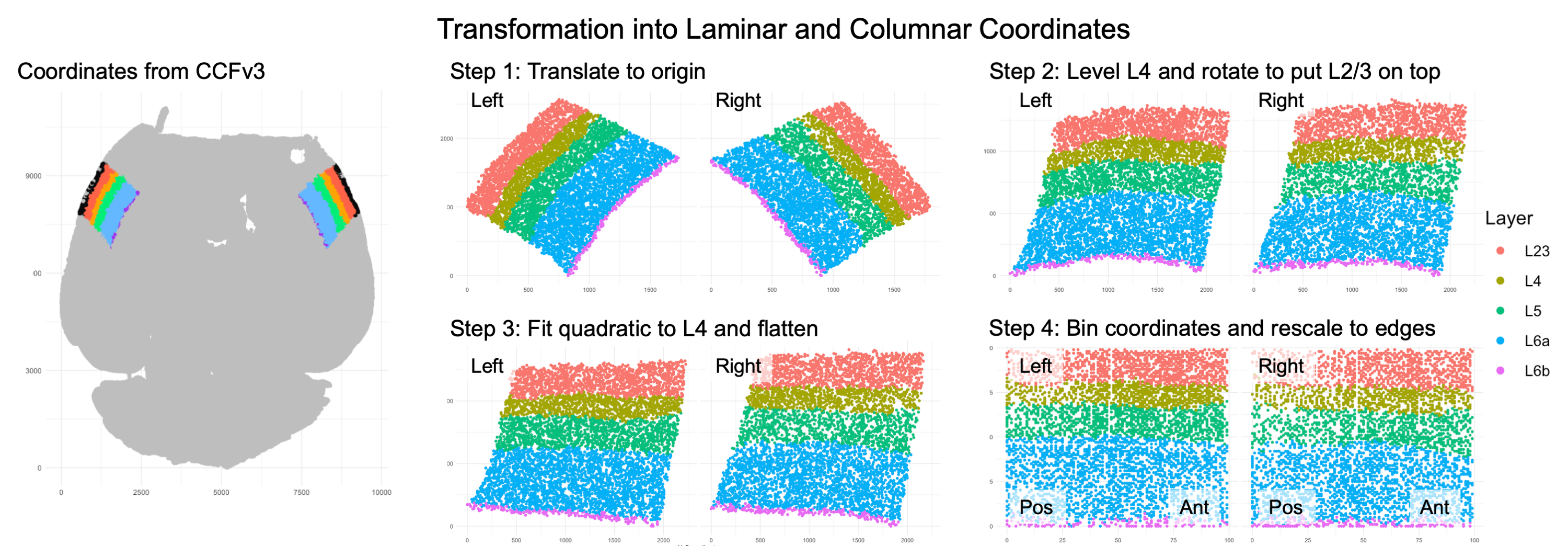 Image showing the steps to transform coordinates from the CCFv3 registration to laminar and columnar axes